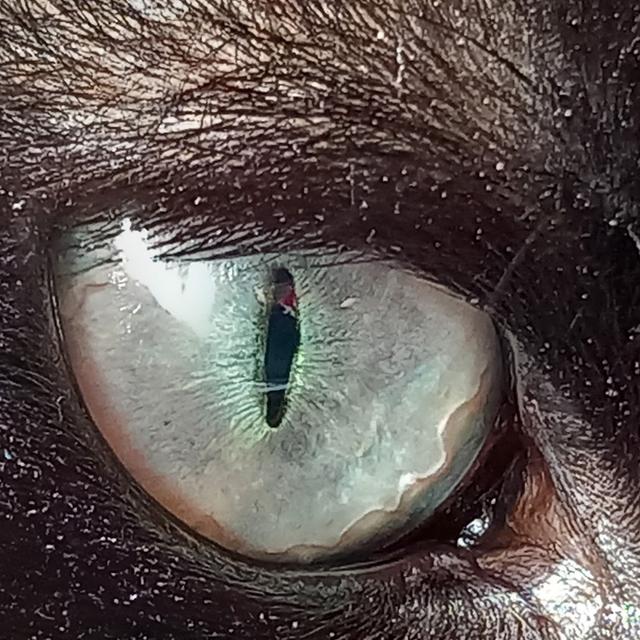 Galya Bacheva avatar