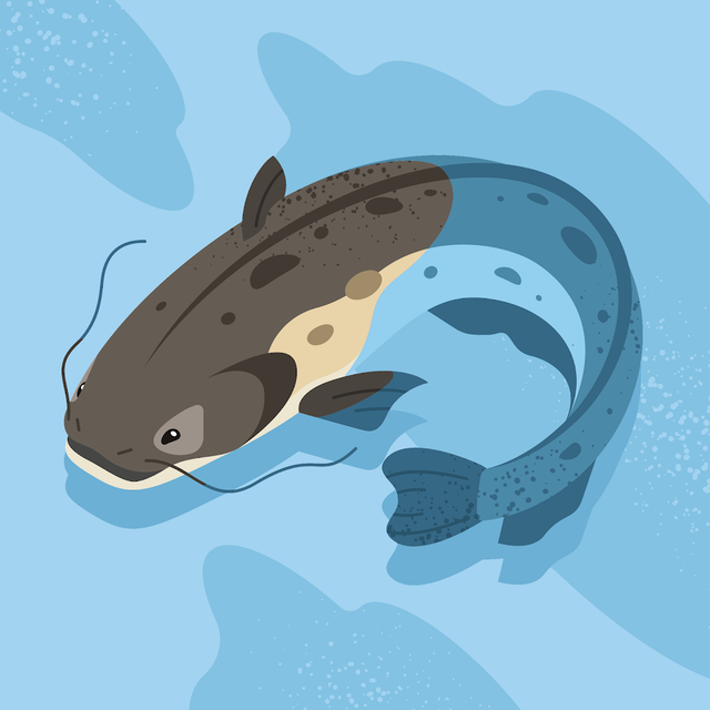 Ellis Pendergraft avatar