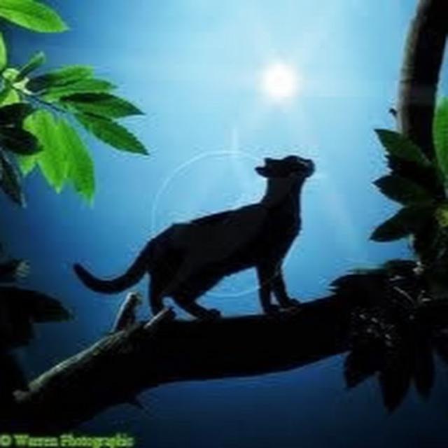 Tacet Venor avatar