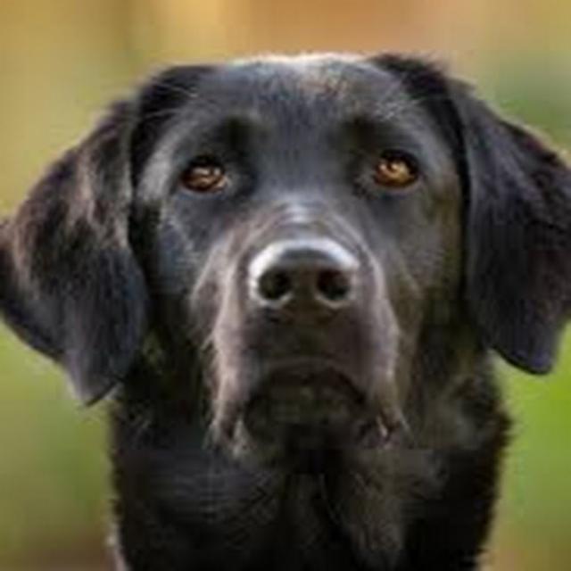 Robert Moore avatar