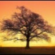Dawn Lloyd avatar