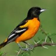 Jeff Burd avatar