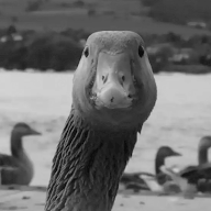 Duck Duck Mongoose Magazine avatar
