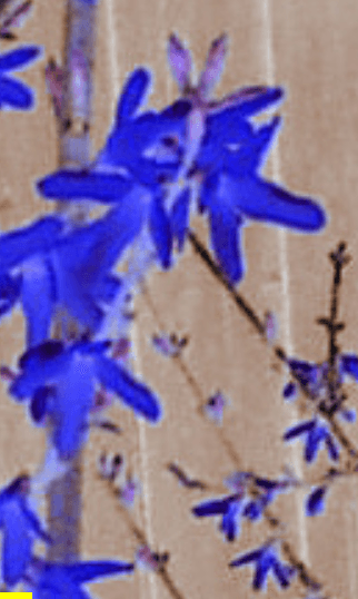Blue Arrangements latest issue