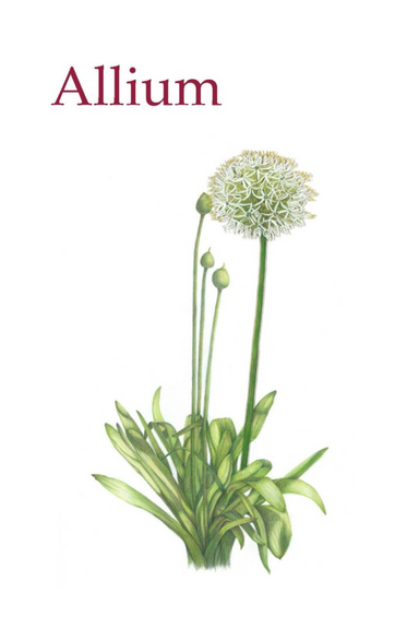 Allium, A Journal of Poetry & Prose latest issue