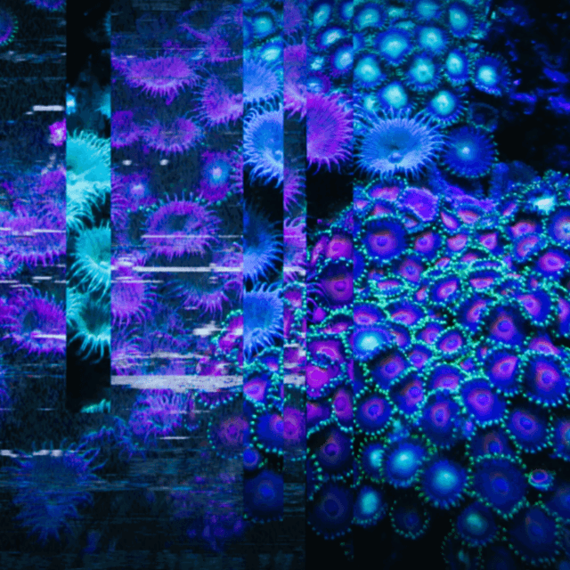 Journal of Experimental Practice latest issue