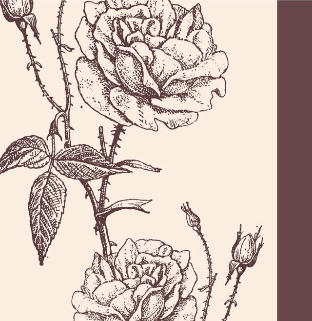 redrosethorns journal latest issue