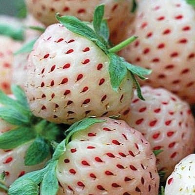 Pineberry Literary Journal latest issue