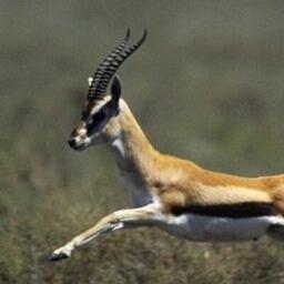 Logo of The Furious Gazelle literary magazine